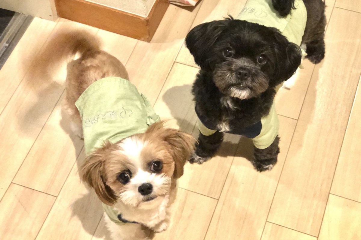 【獣医師監修】シープー(シーズー×トイプードル) ってどんなミックス犬？特徴や性格から飼い方・価格相場まで解説