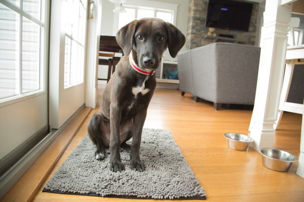 犬の留守番！時間の目安は？注意点とよくあるトラブルの対処法まで解説