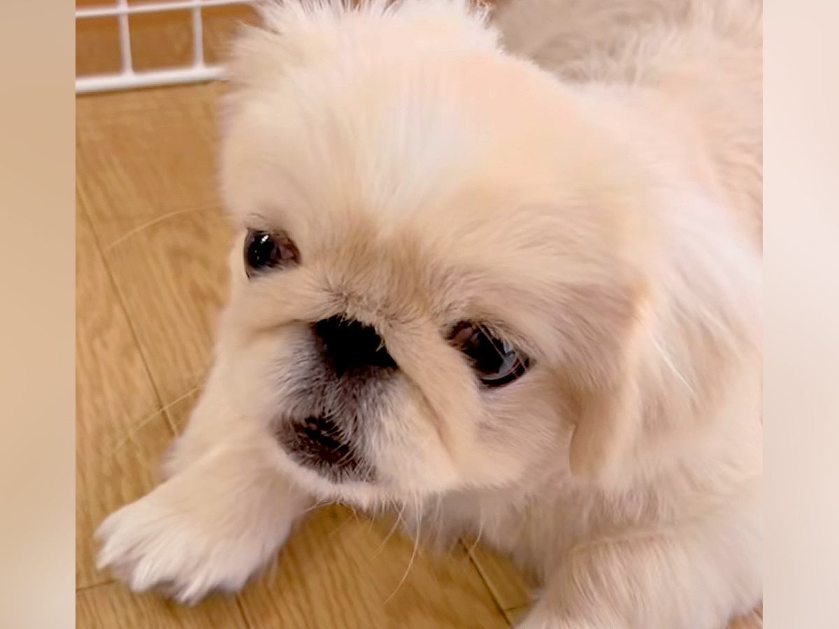 夏休み、リコーダーの練習をする女の子→音色を聴いた犬が突然…一生懸命すぎる『まさかの反応』に絶賛の声「一緒に歌ってるｗ」「めちゃ可愛い」