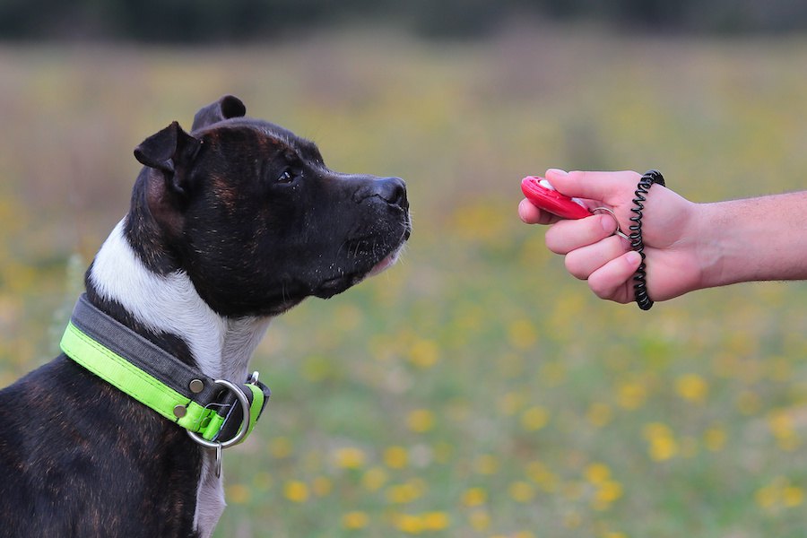 犬のしつけでは何秒以内に褒めるべき？なぜスピードが大切なの？