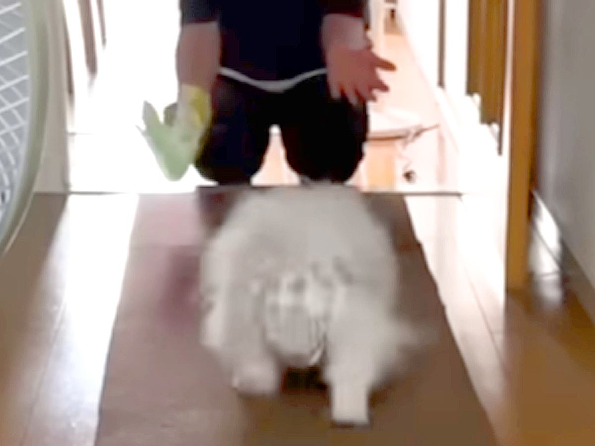帰省でおばあちゃんと再会を果たした犬→姿をみた瞬間に…まるで本当の孫娘のような『尊い光景』が話題「可愛さが染み渡る…」「感動」と8万再生