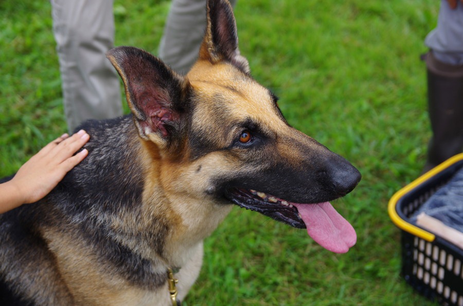 ボディタッチが嫌いな犬の心理３つと適切な接し方