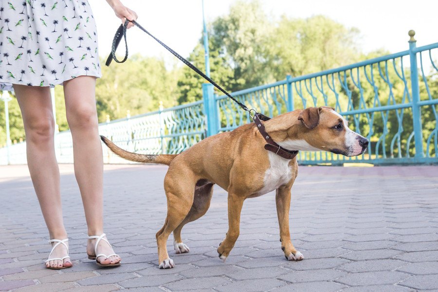 首輪での引っ張りがどのくらい犬の首に負担をかけているかという研究結果