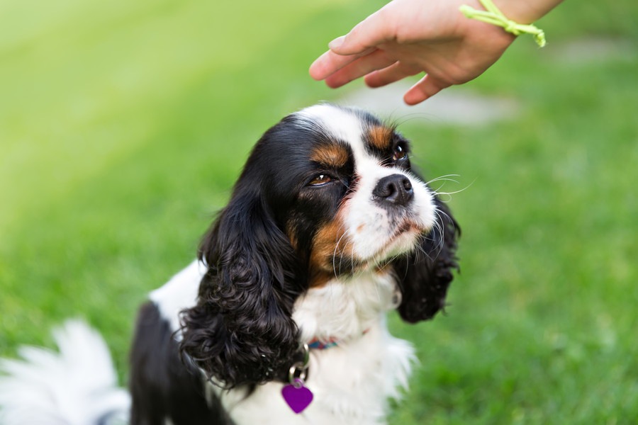 犬を撫でる時に喜ばれる場所４つ