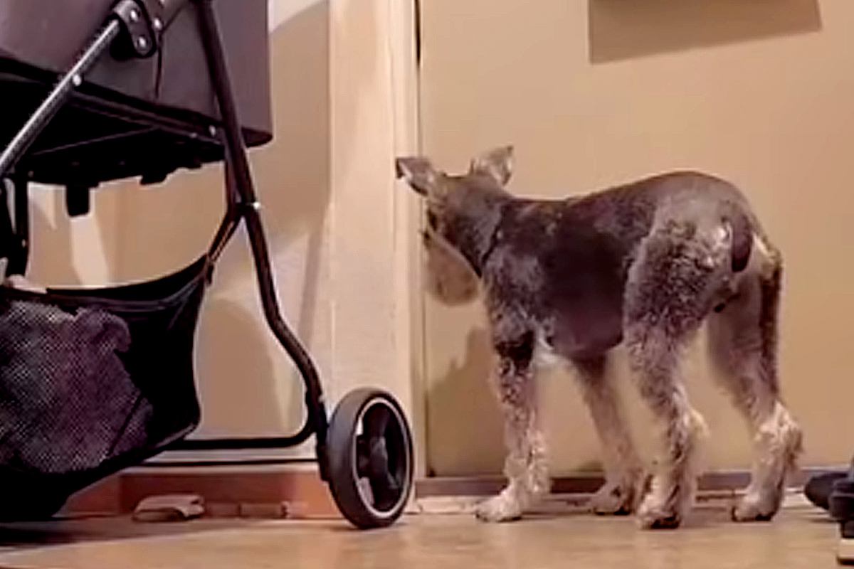 いつも玄関で待機している2匹の犬→ある日、『今日は1匹しかいないな』と思ったら…カメラが捉えた『まさかの光景』に反響「気づかんかったｗ」