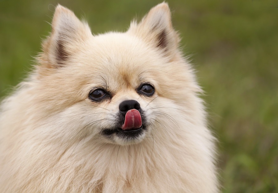 犬が舐めている場所から読み解く心理状態