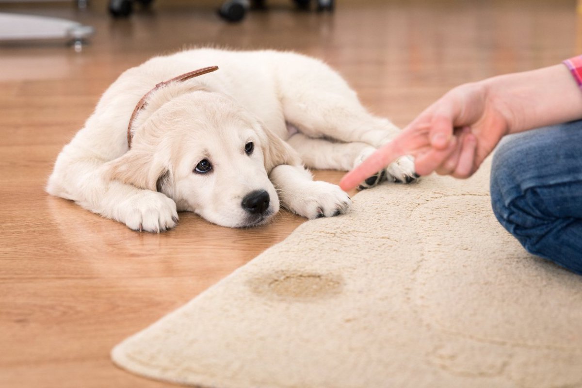 『叱られたときの仕草』でわかる犬の心理6選！実は意味が理解できてないことも