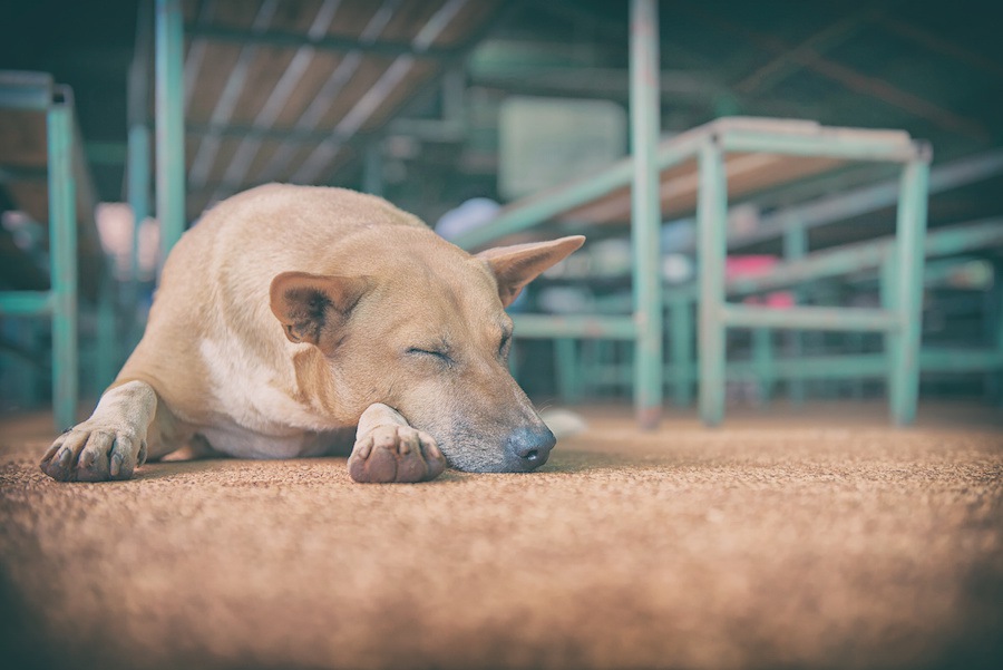 犬のための防災対策！常備するものから調べておくべきことまで