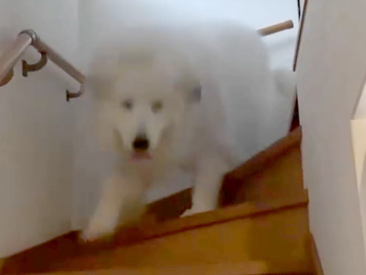 雷が怖くて大パニックになる超大型犬→疲れすぎてしまい…もはや別犬な『老け込んでしまった光景』が53万再生「顔がｗｗ」「守ってあげたい」