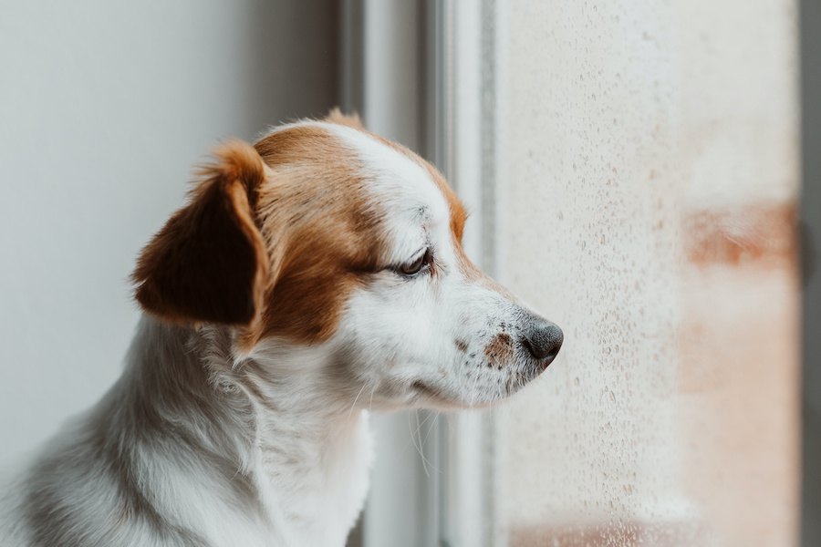 犬がネガティブな感情の時にする仕草や行動６つ