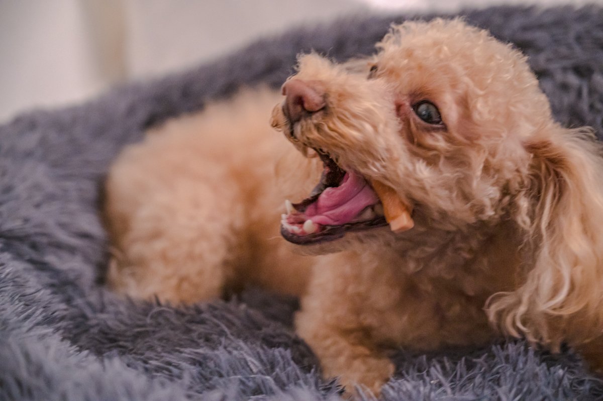 犬にやってはいけない『おやつの与え方』5選　しつけの逆効果となるNGなタイミングとは？