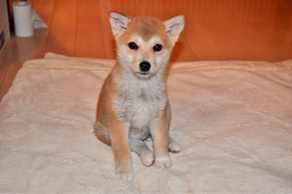 小さく震えていた子犬が運んできた幸せ