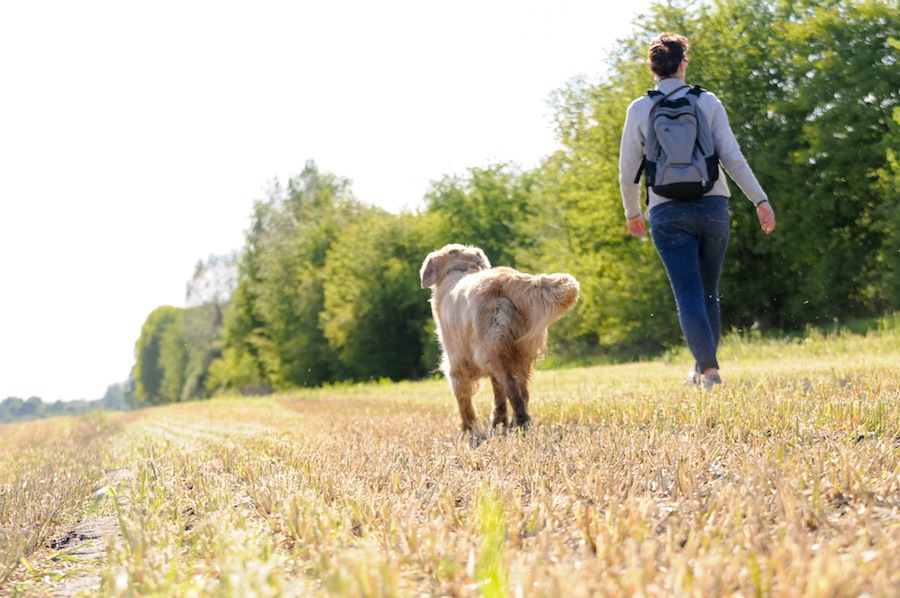 しっぽがフサフサな犬種5選