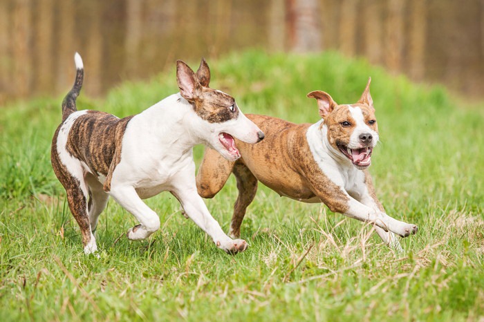 犬を落ち着かせる効果的な方法とは？注意したい点や皆がやっている方法