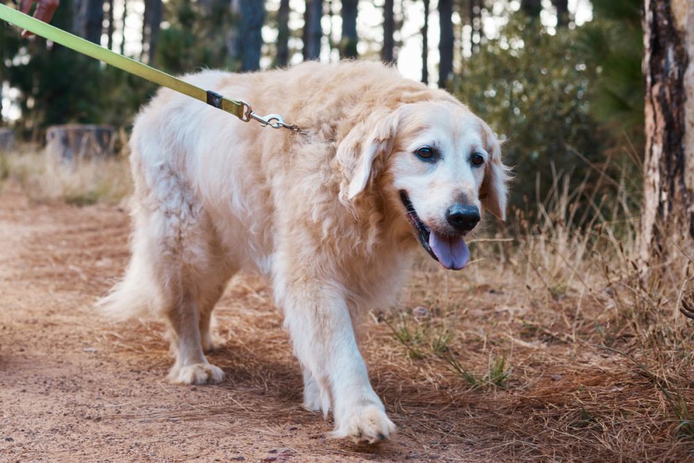 犬の『認知症』を予防する対策3選！よくある症状と飼い主にできること