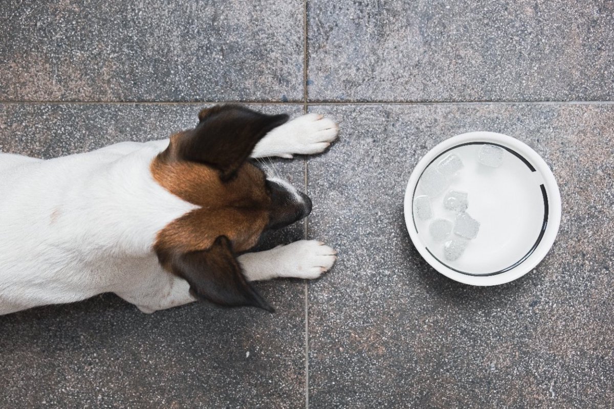 犬に『氷』を与えすぎると起こる危険な症状とは？暑さ対策としてあげてもいい量はどのくらい？