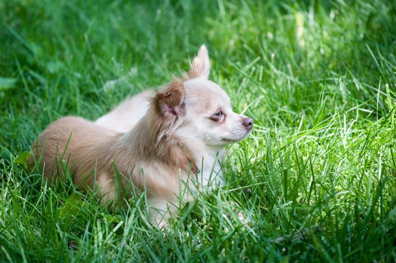 パピヨンとチワワのミックスのパピチワってどんな犬？