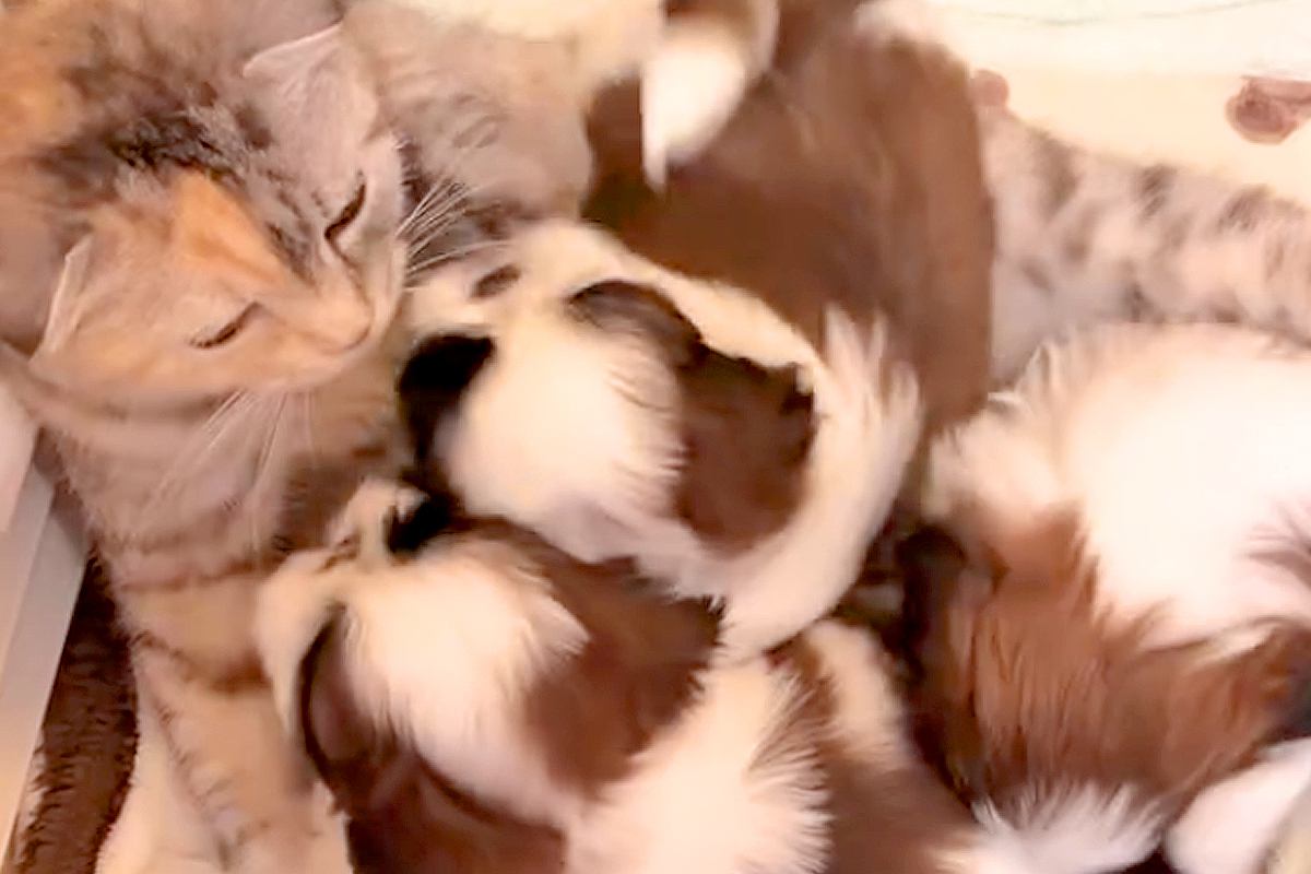 猫が『3匹の赤ちゃん犬』を育てた結果→まるで本当の母親のようで…家族愛を感じる『成長記録』が17万再生「尊すぎる」「なんて優しい世界」