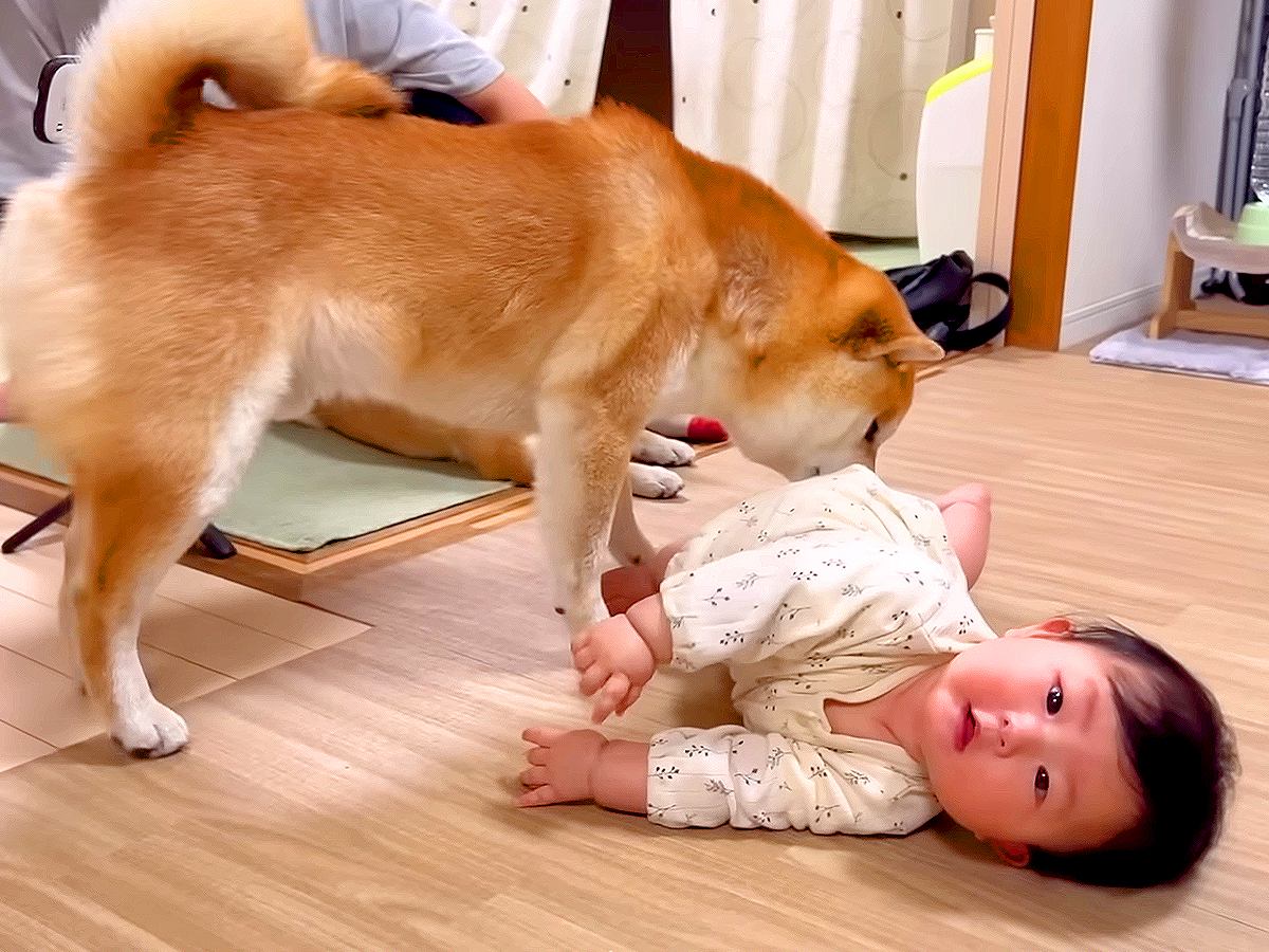 寝返り練習中の赤ちゃんが『どうしても犬に触りたい』と頑張っていたら…まさかの結末が39万再生「たまらん可愛さ…」「すごすぎる」と大絶賛