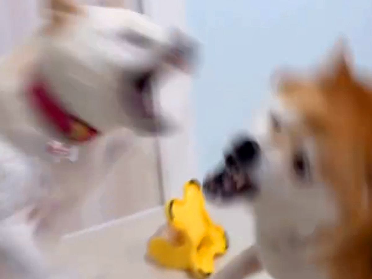 おやつが入ったおもちゃを『うまく使える犬』と『使えない犬』…突然始まった『想定外の展開』が20万再生「いきなりｗ」「激しすぎて草」と爆笑