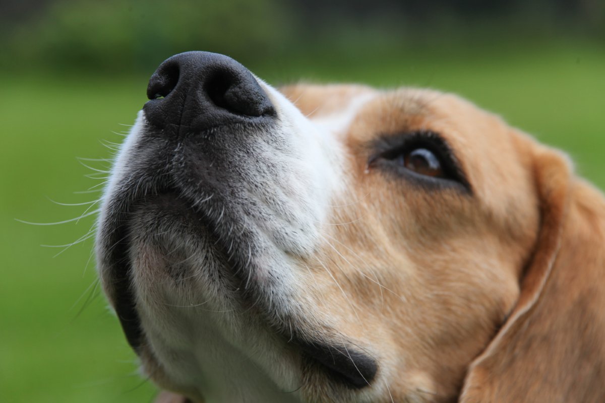犬に絶対やってはいけない『NGな叱り方』6選　今すぐに改善すべき間違ったしつけとは？