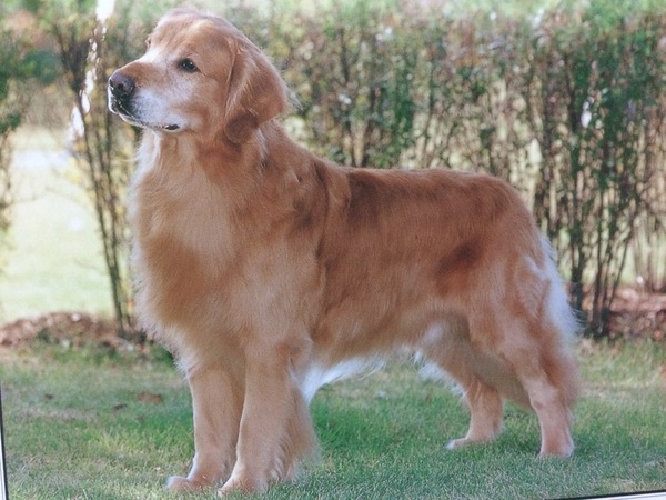 飼いやすい大型犬について