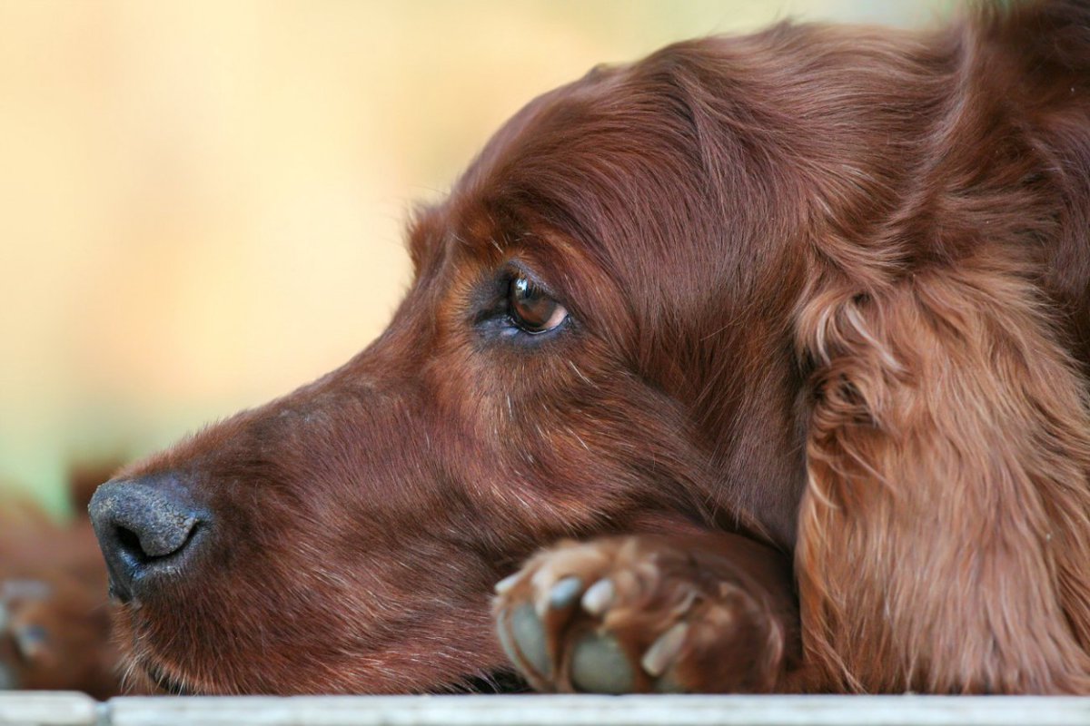 犬が突然固まって動かない時の心理3選！病気の可能性はあるの？