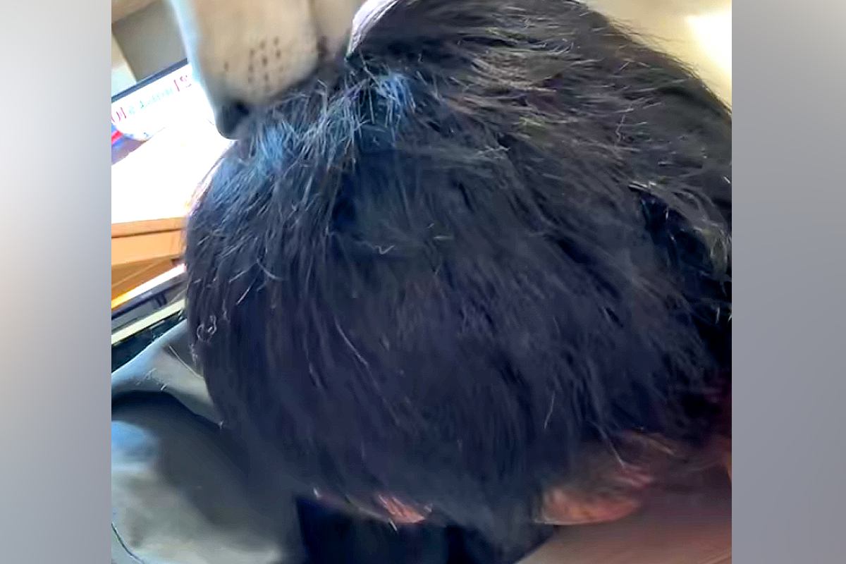 飲み会から帰宅し、床で酔いつぶれた男性→犬が『心配で寄り添ってくれた』と思いきや…笑ってしまう『まさかの光景』が21万再生「最高ｗ」
