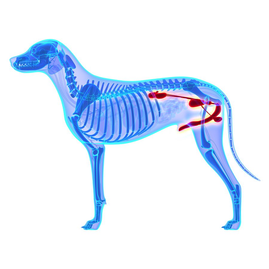 犬の前立腺肥大　症状と原因、去勢手術や薬などの治療法から予防法まで