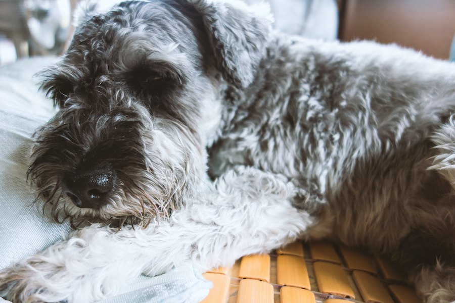 犬の体に異常が出ているときのサイン４つ