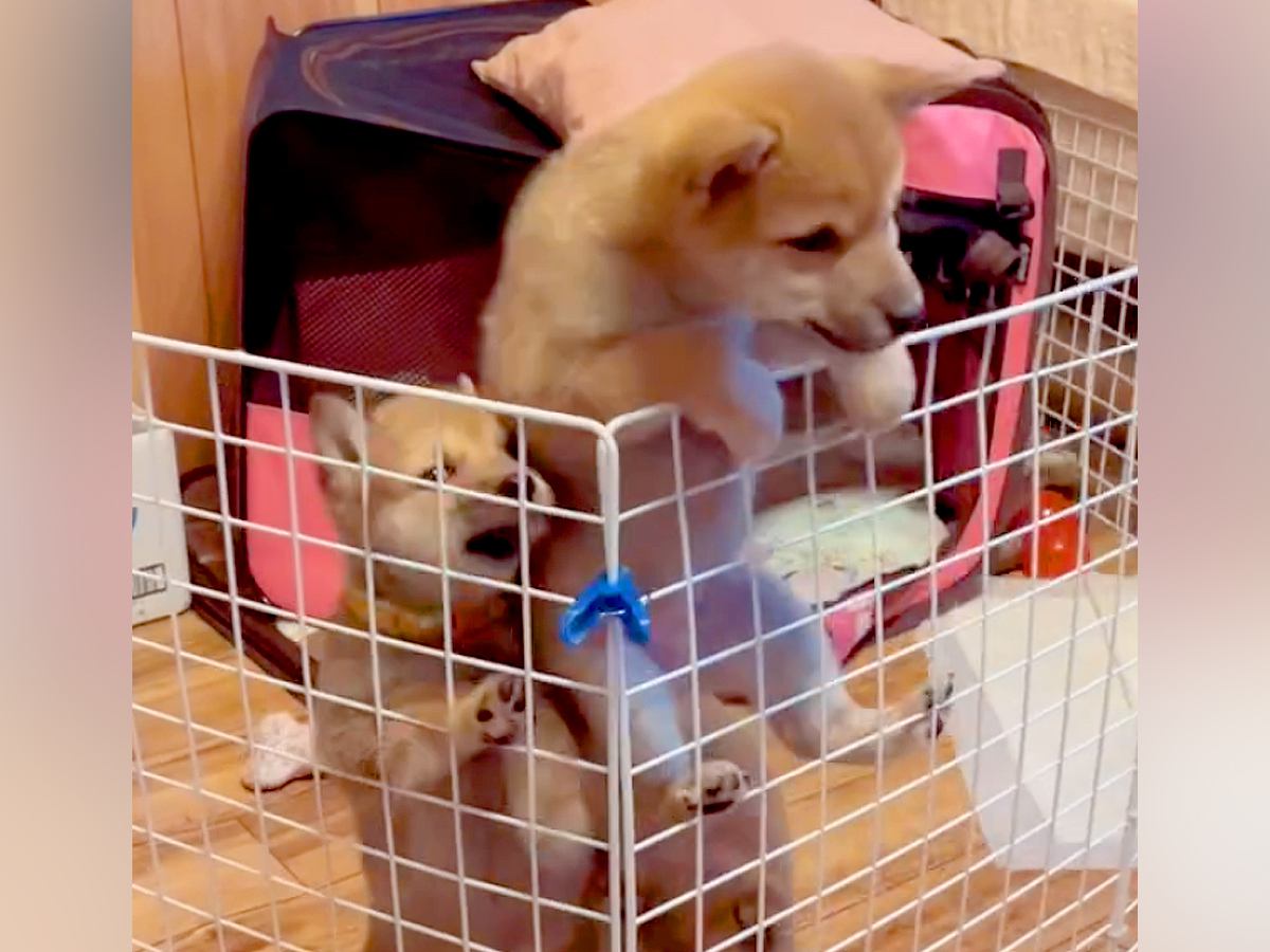 『外に出たい…！』３匹の赤ちゃん犬たちがケージをよじ登り…想定以上だった『脱走を企てる光景』に「順番守るの可愛い」「大変ｗ」と反響