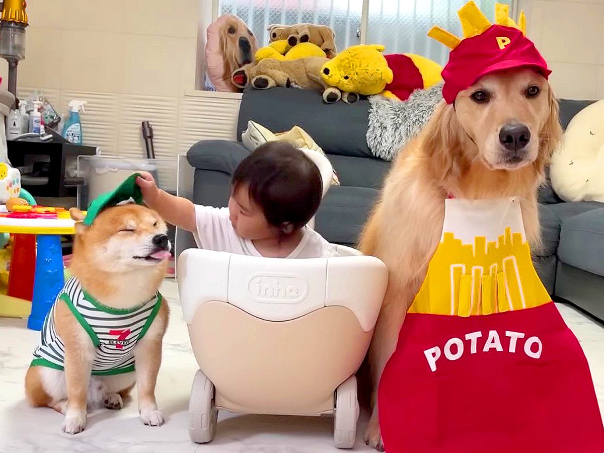 1歳の女の子の『ドライブスルーごっこ』に付き合う犬たち→とんでもなく可愛い光景が32万再生「なんて優しいの」「幸せそのもの」と悶絶の声