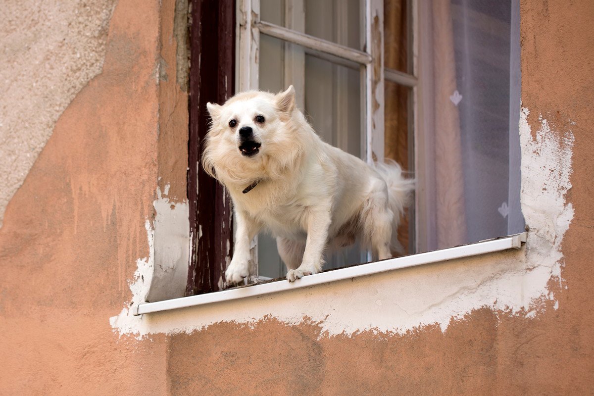 犬が窓越しに吠えるのはなぜ？理解すべき犬が吠える理由と改善させるためにできることをご紹介