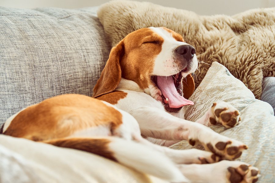 愛犬が一緒に寝てくれない時の心理５つ