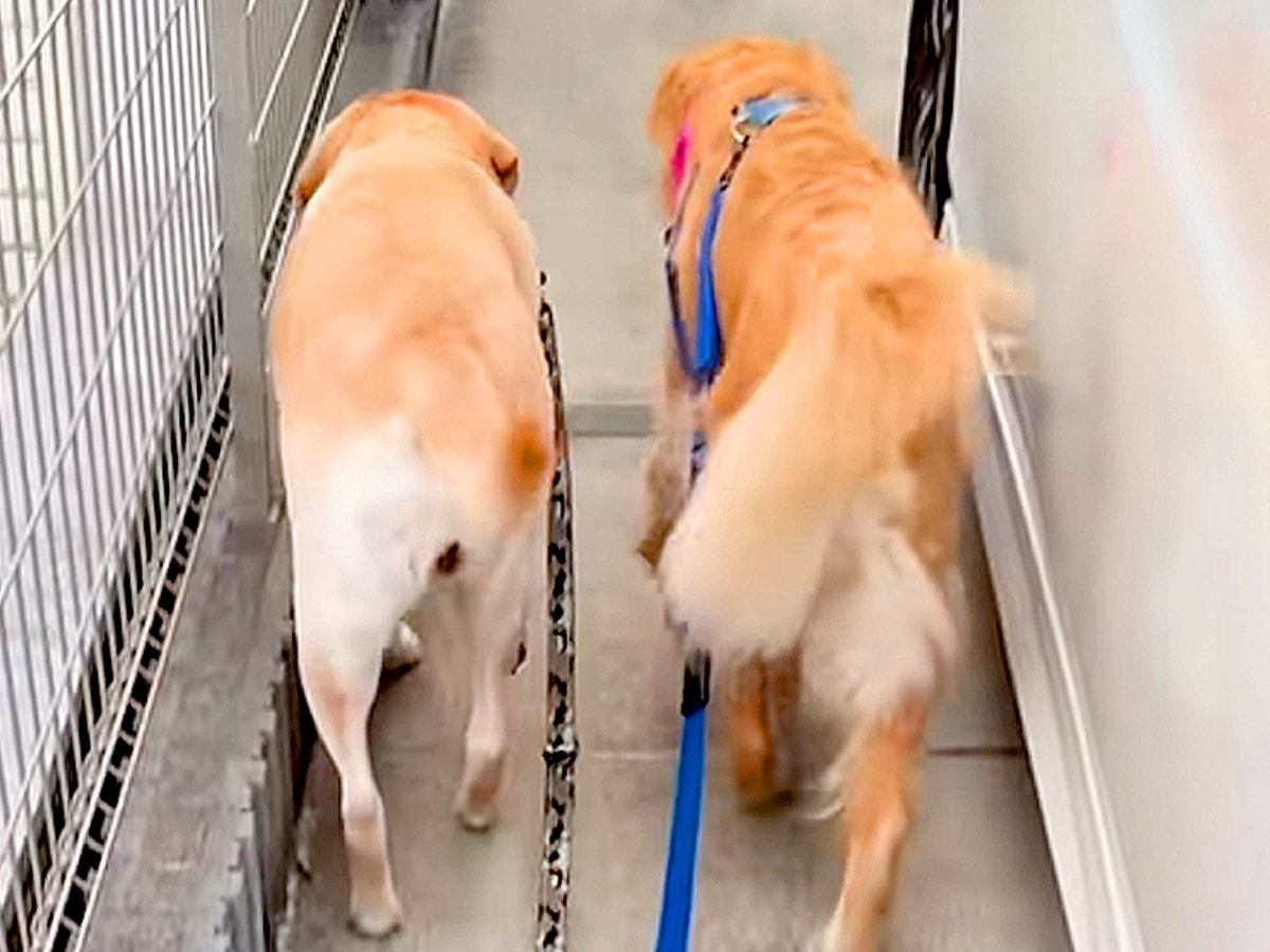 家の敷地内で、大型犬２匹の『リードを離した』結果→気付いた瞬間…『予想以上のリアクション』が6万再生「顔がｗ」「シンクロｗｗ」と反響