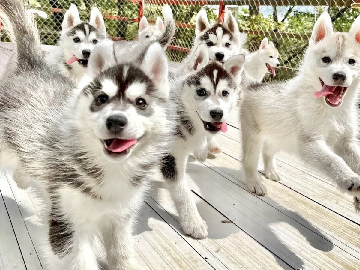 赤ちゃんハスキー犬が大集合したら…まるで天国のような『可愛すぎる光景』が28万再生「天使しかいない…」「永遠に見ていられる」と悶絶