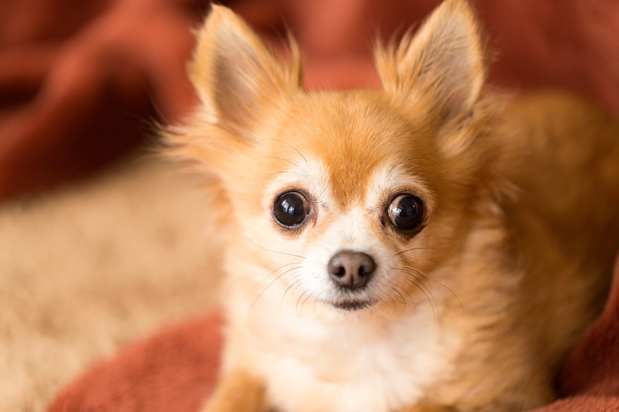 犬が目を閉じられなくなる４つの原因