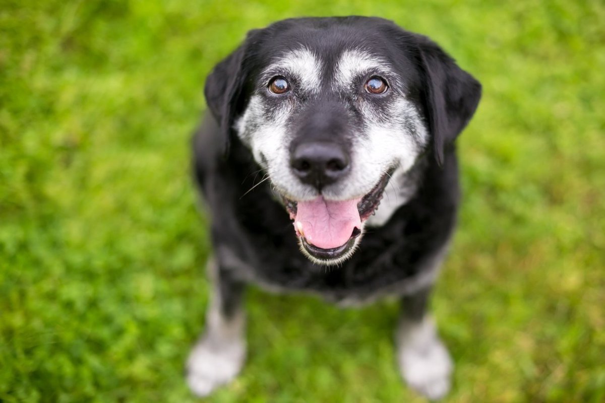 犬が老化している時に見せるサイン5選　シニア犬が見せる独特の行動や仕草とは？