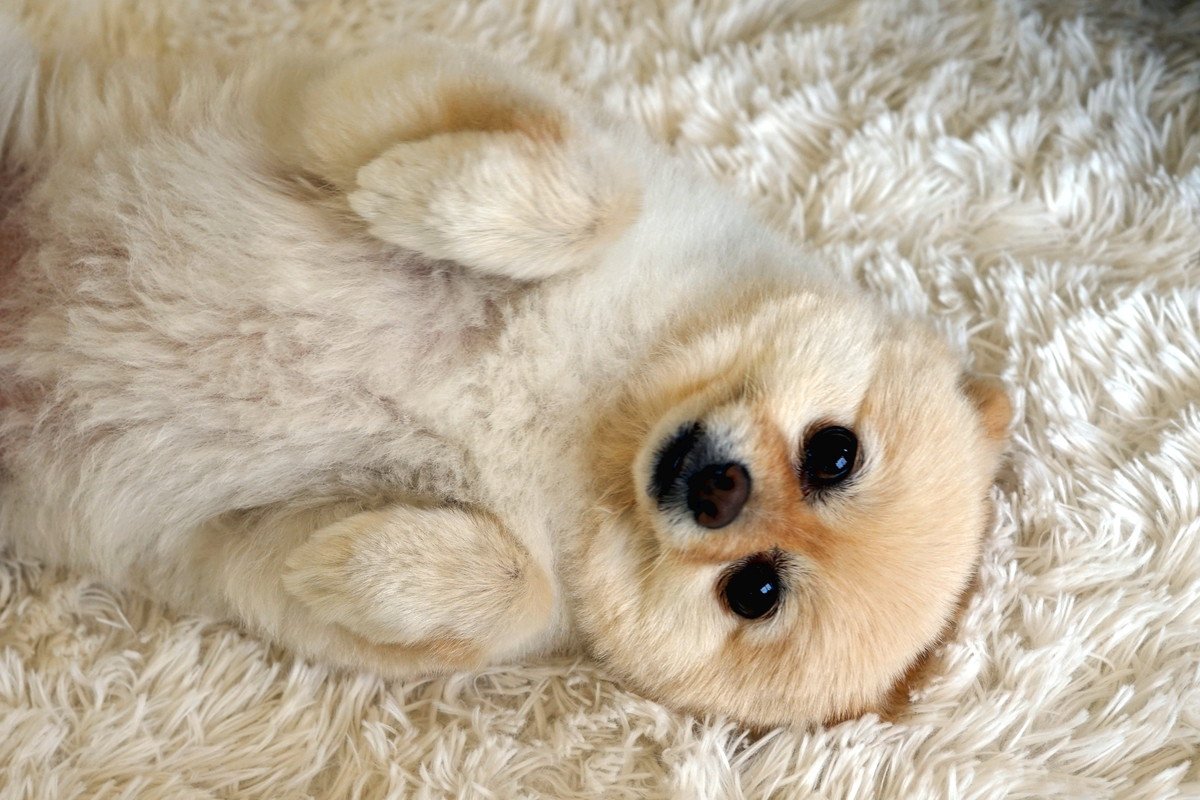 犬が『ぶりっこ』しているときの仕草4つ　あざとい行動をする理由や注意点まで