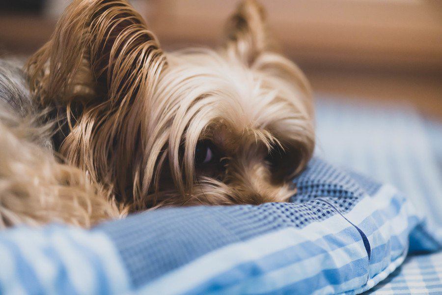 犬を飼い始めたら最初にやること４つ