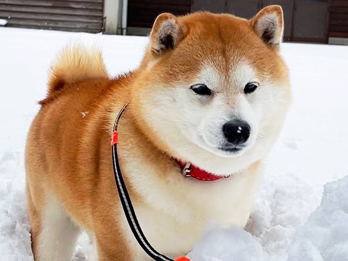 大雪が降った後に外に出てみたら、犬が飛び込み…まさかすぎる『1歩目で遭難してしまう光景』が46万再生「表情がｗ」「慎重派で可愛い」と絶賛