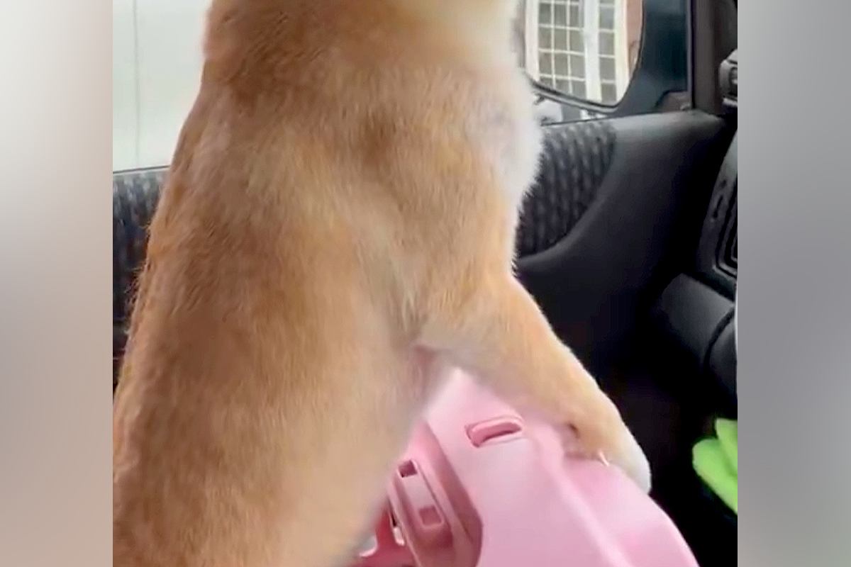 車でお出かけする犬→到着したのが『病院』と気付いて…人間の子どものような『文句』に1万いいね　感情がわかりやすい光景に思わずほっこり