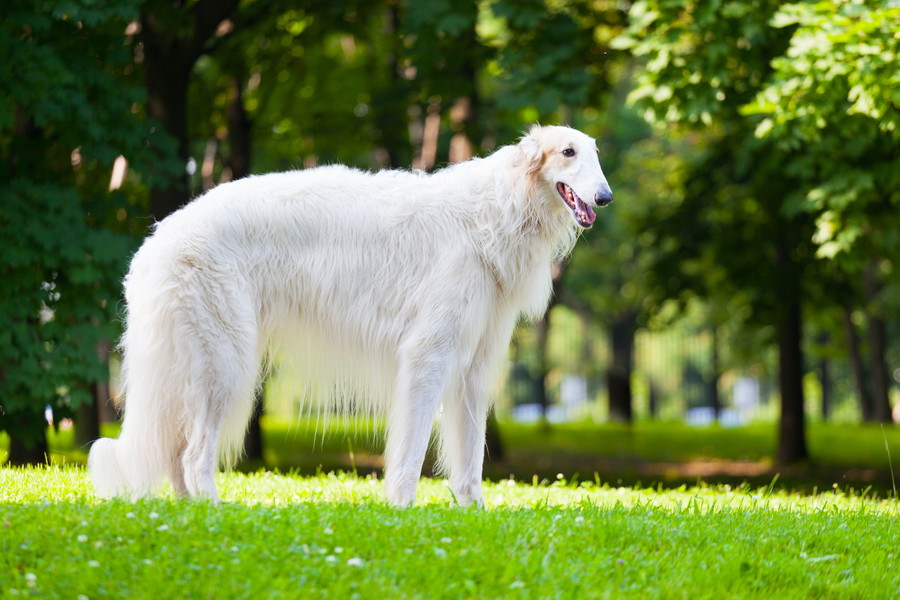 ボルゾイってどんな犬種？性格や寿命、費用、病気まで徹底解説