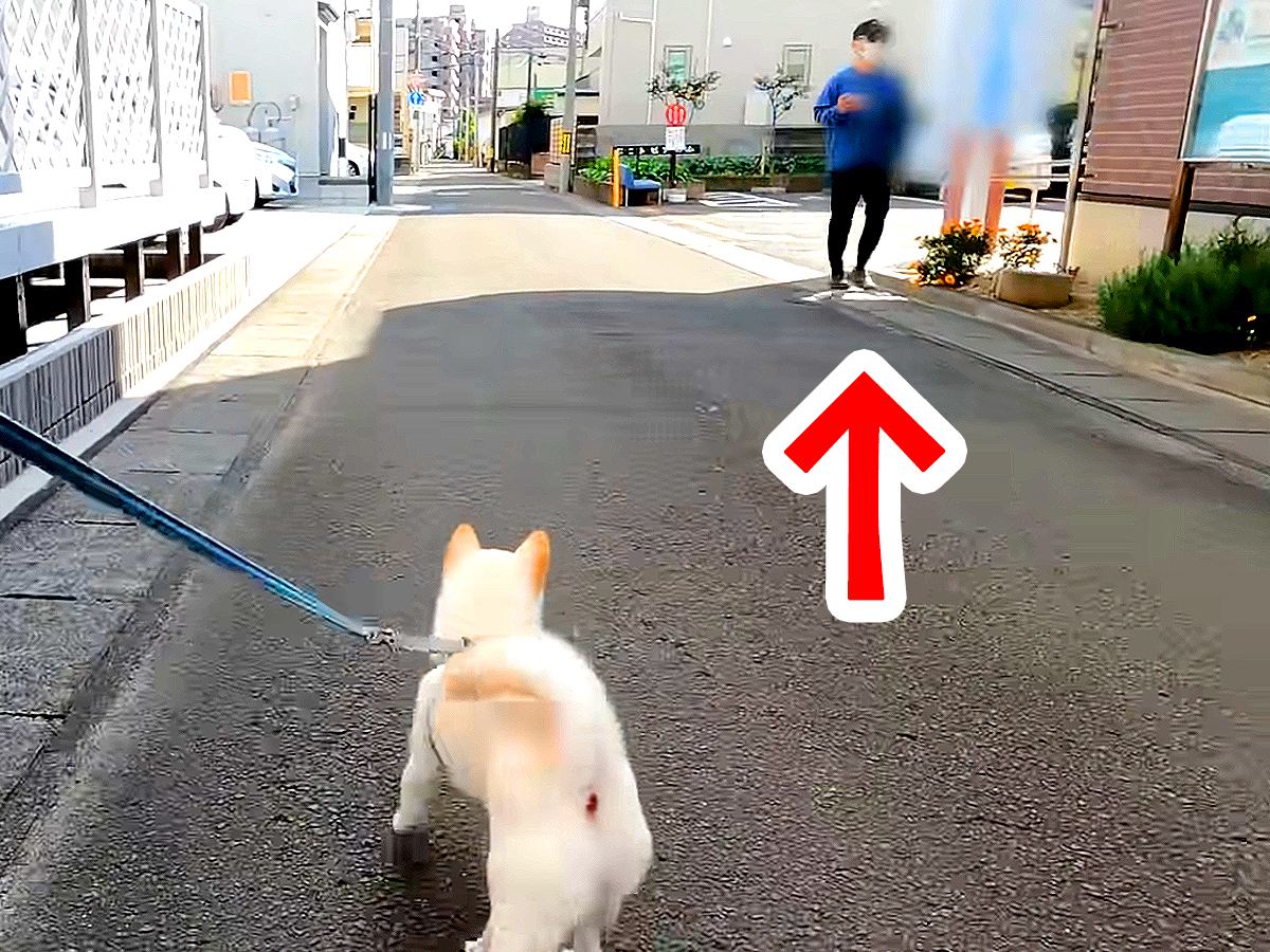 お散歩中に『変装したパパ』が現れたら、犬は気付くのか？検証してみたら…予想外の結末が3万再生「声だして笑った」「飼い主さんドンマイｗ」