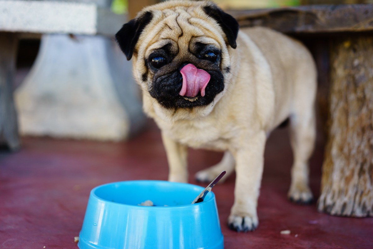 犬の早食い対策におすすめグッズ！！