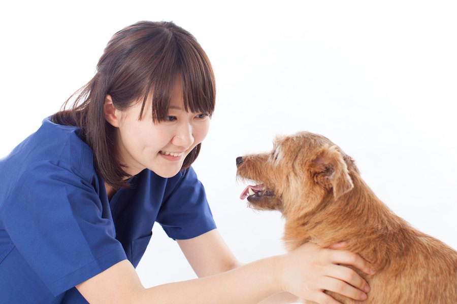 知っていますか？犬の口蓋とその病気