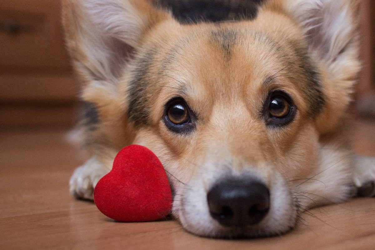 犬が『愛してる♡』とあなたに伝えている時の仕草5選