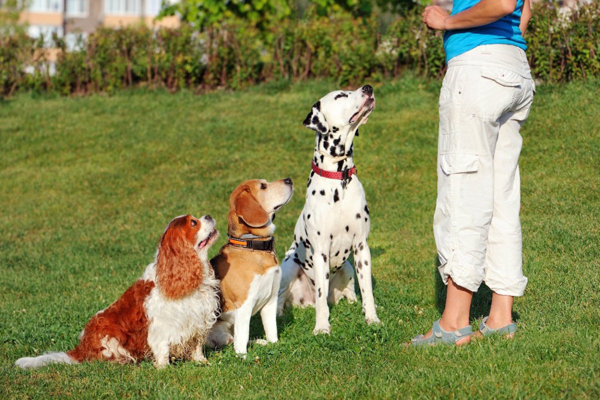 犬のトレーニングの時に正しい名前で呼ぶことが大切な理由