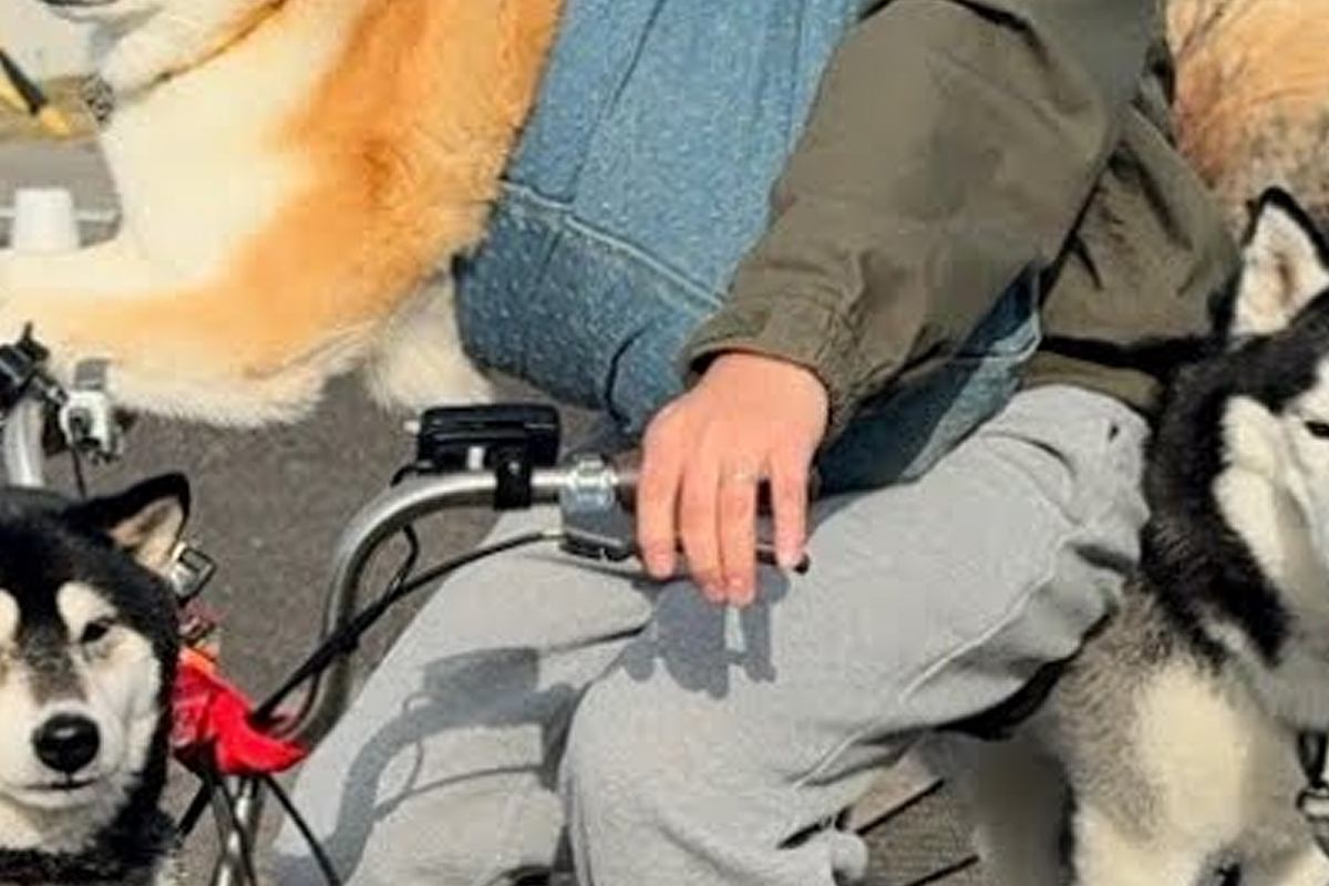 散歩中の犬3匹が『全員帰宅拒否してしまった』結果→自転車で…思わず二度見する『まさかの光景』が12万再生「散歩とはｗ」「すまし顔で草」