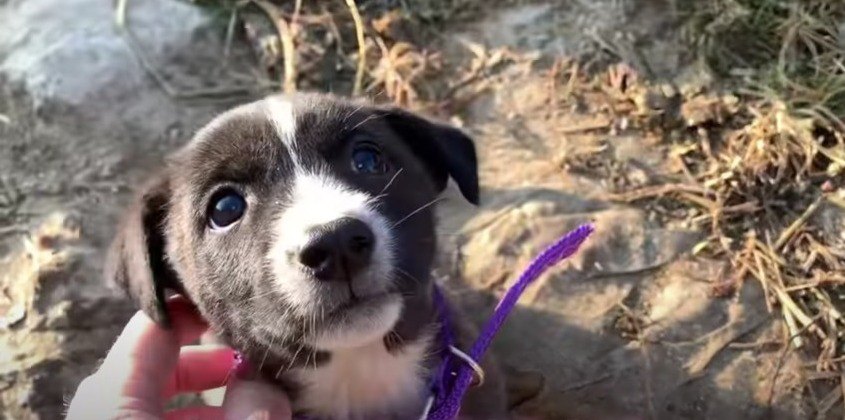 ネパールの子供たちに『首輪』の付け方講習！野犬たちにも明るい未来を♡